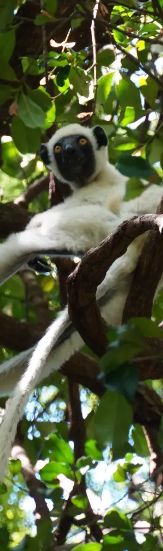 Erste Lemuren – im Bemaraha-Nationalpark